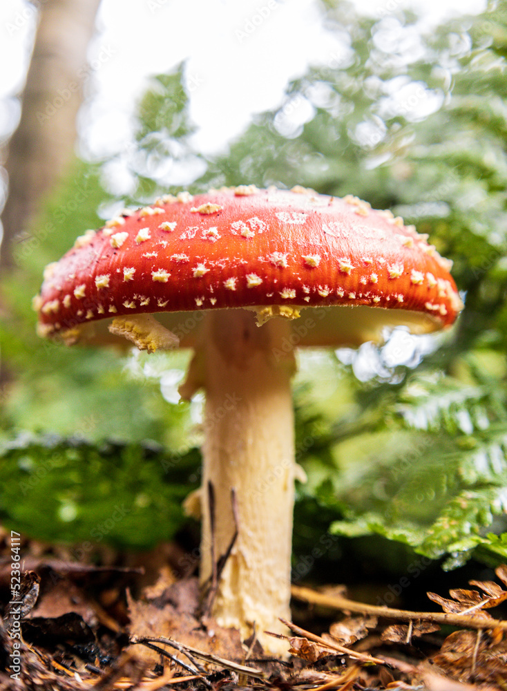 Forest Floor Mushroom