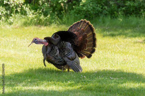 A Turkey Gobbler Strutting For A Female