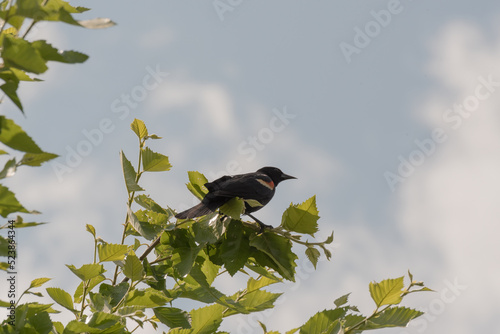 Red-Winged Blackbird Perched On A Tree Branch