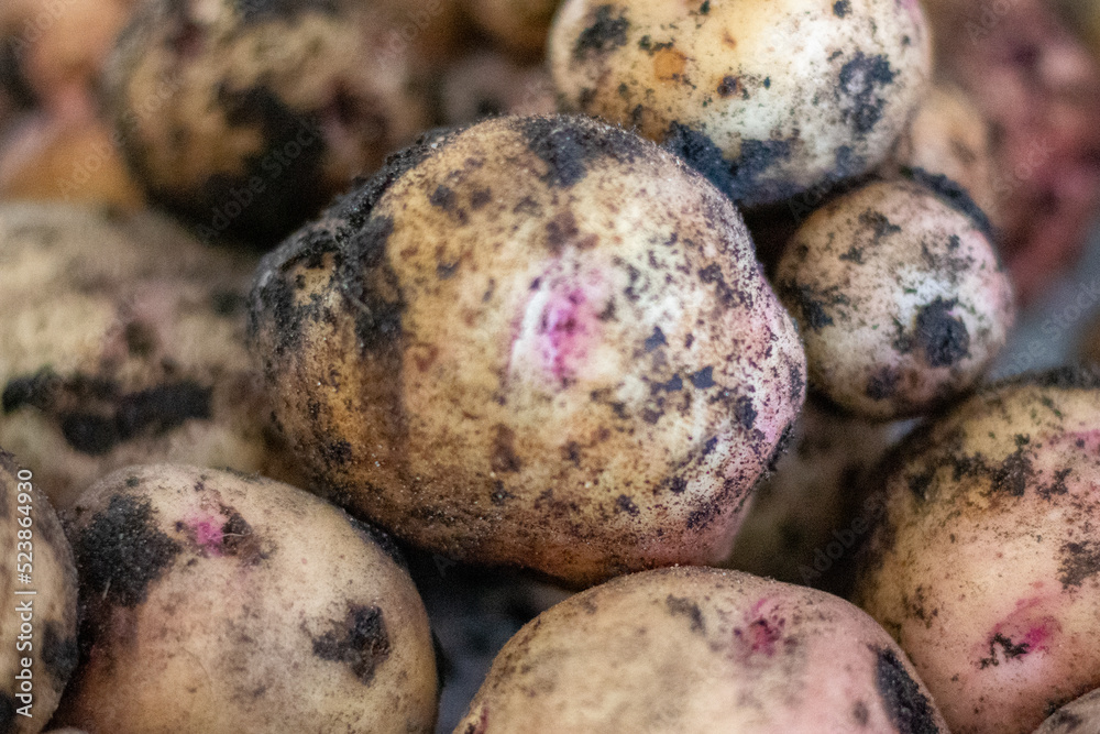 A Pile of Freshly Harvest Potatoes A Pile of Freshly Harvest Potatoes
