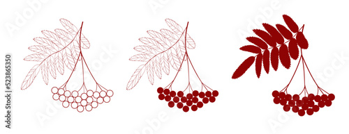 Red ripe rowan berries bunch with leaves, vector illustration on white background photo