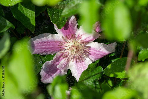 Clematis with Water Droplets