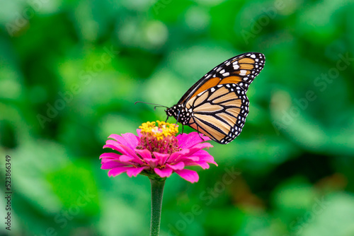 Monarch Butterfly  Danaus Plexippus  on Pink Zinnia