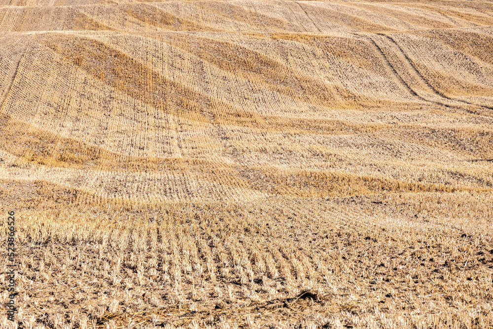 Stubble field after harvest with ground waves and diagonal mowing tracks, full frame nature background and agriculture concept, copy space, selected focus Stubble field after harvest with ground waves and diagonal mowing tracks, full frame nature background and agriculture concept, copy space, selected focus