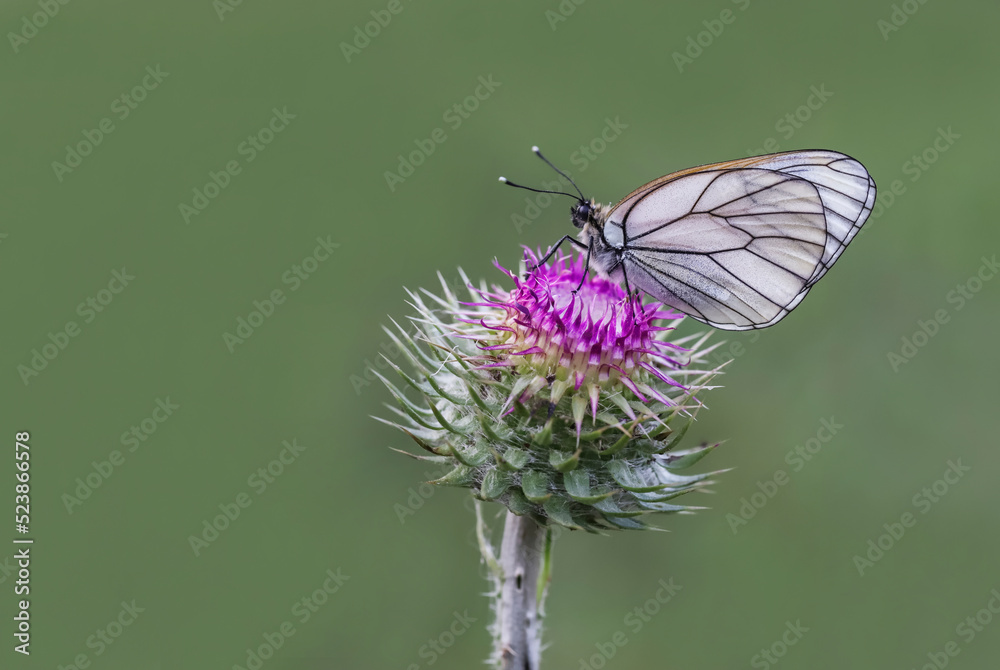 Hawthorn Butterfly (Aporia crataegi) on plant Hawthorn Butterfly (Aporia crataegi) on plant