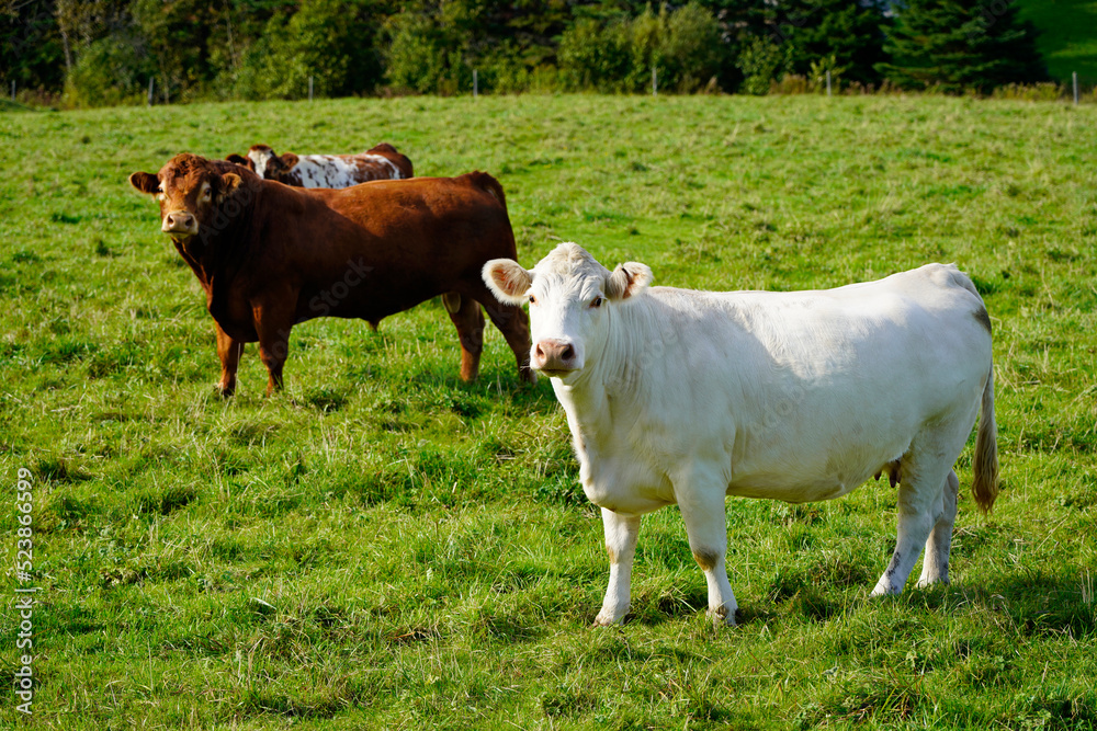 Charolais cow with other cows on background Charolais cow with other cows on background