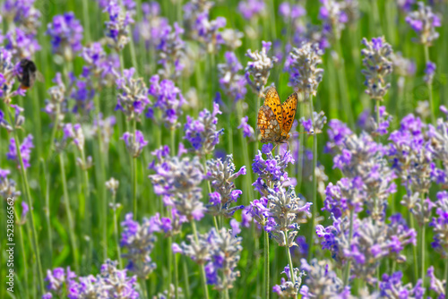 Marbled Fritillary butterfly (Brenthis daphne) perched on lavender plant in Zurich, Switzerland