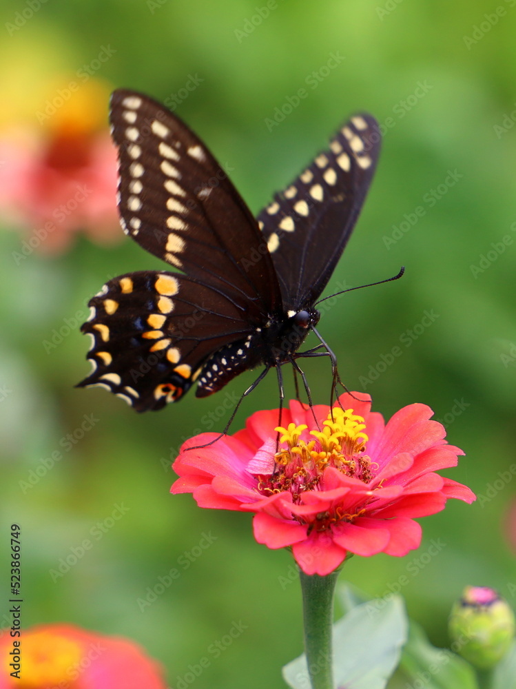 Male Eastern Black Swallowtail (Papilio Polyxenes) on Peach Colored Zinnia Male Eastern Black Swallowtail (Papilio Polyxenes) on Peach Colored Zinnia