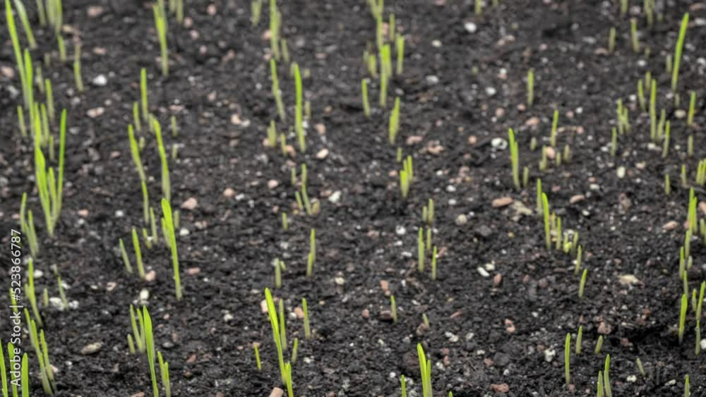 Timelapse of wheat growth. Germination of grass from the soil Timelapse of wheat growth. Germination of grass from the soil