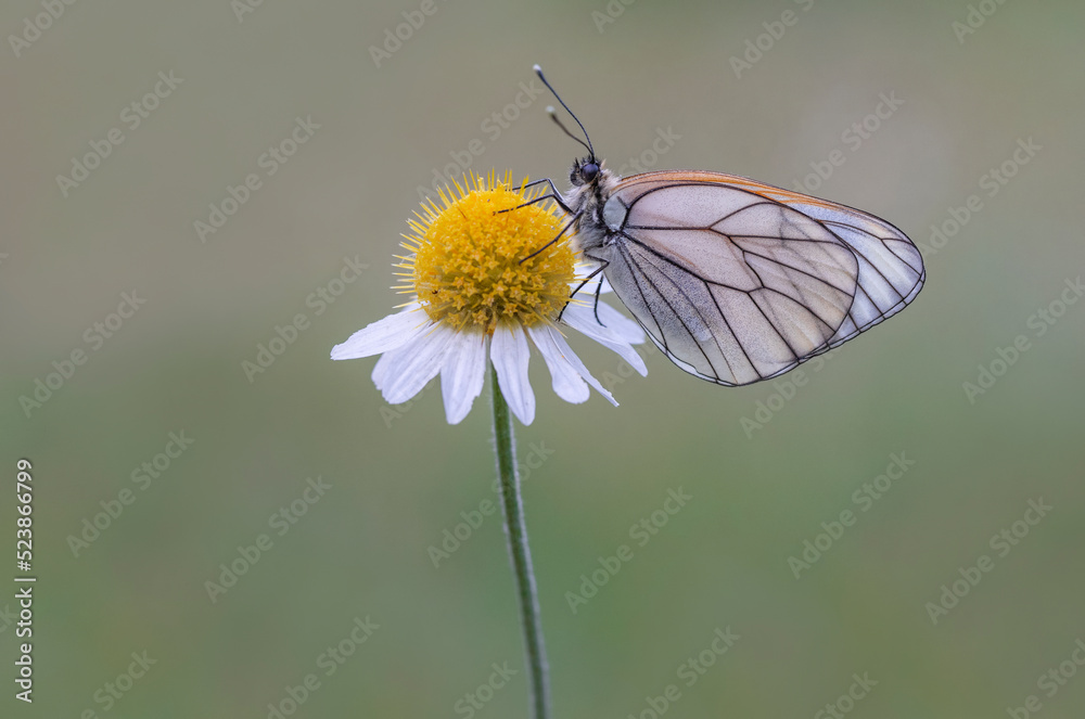 Hawthorn Butterfly (Aporia crataegi) on plant Hawthorn Butterfly (Aporia crataegi) on plant