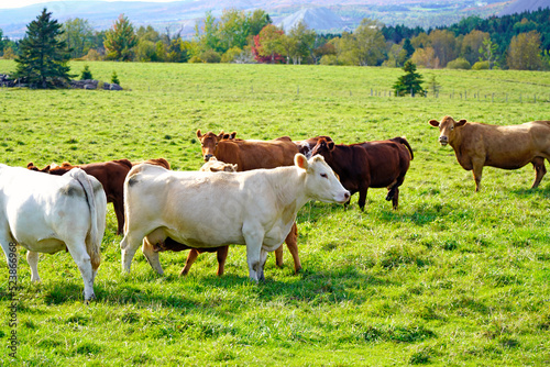 Herd of cows in farm pasture