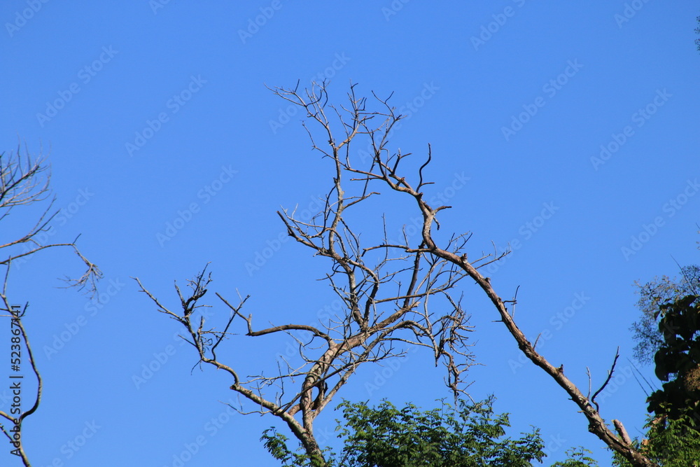 Deciduous tree with blue sky backgroud. Deciduous tree with blue sky backgroud.