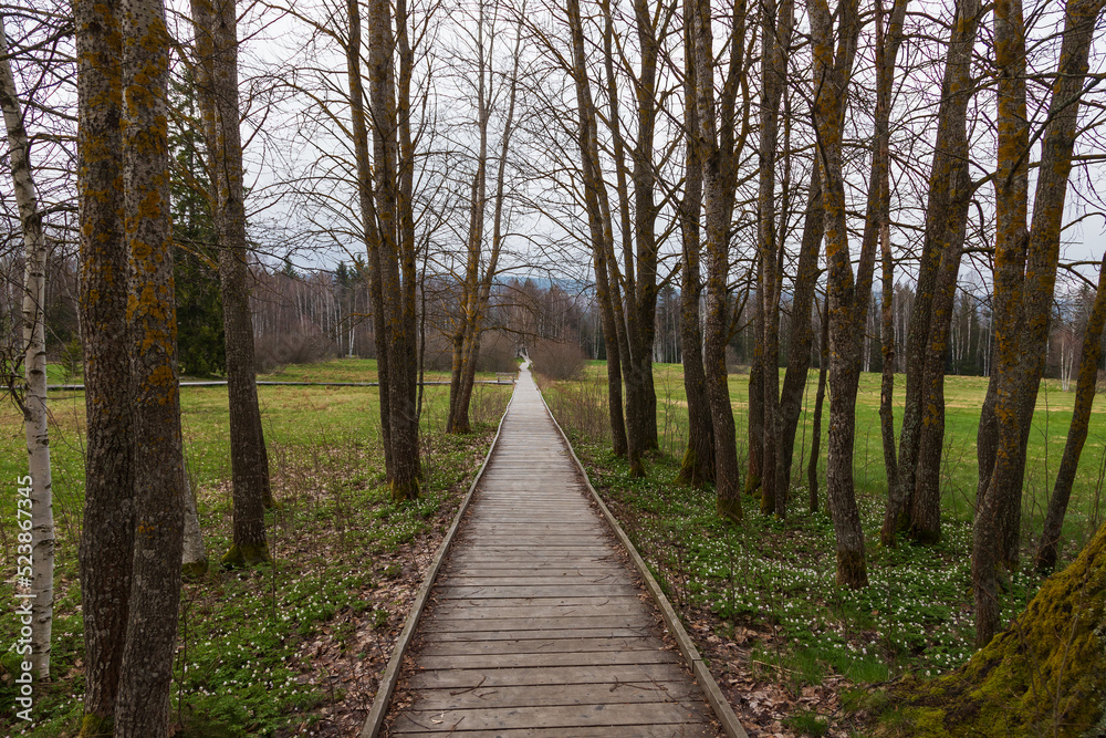 Sumava protected landscape area in the Czech Republic in Europe. Area Chalupska slat - forests, meadows, path to slat. Sumava protected landscape area in the Czech Republic in Europe. Area Chalupska slat - forests, meadows, path to slat.