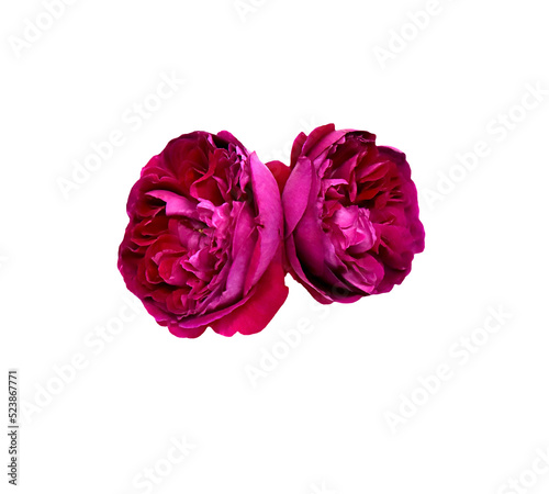 Magenta color roses isolated on white background 