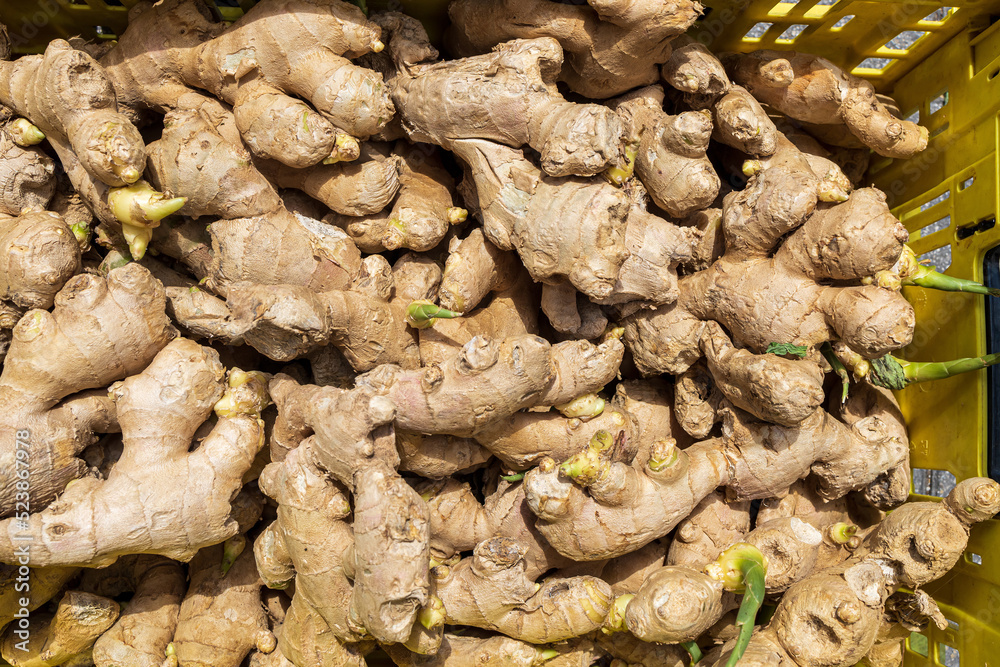sprouted ginger roots in the box for sale sprouted ginger roots in the box for sale