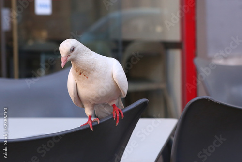 white pigeon sit on the chair in outdoor summer cafe close up photo photo