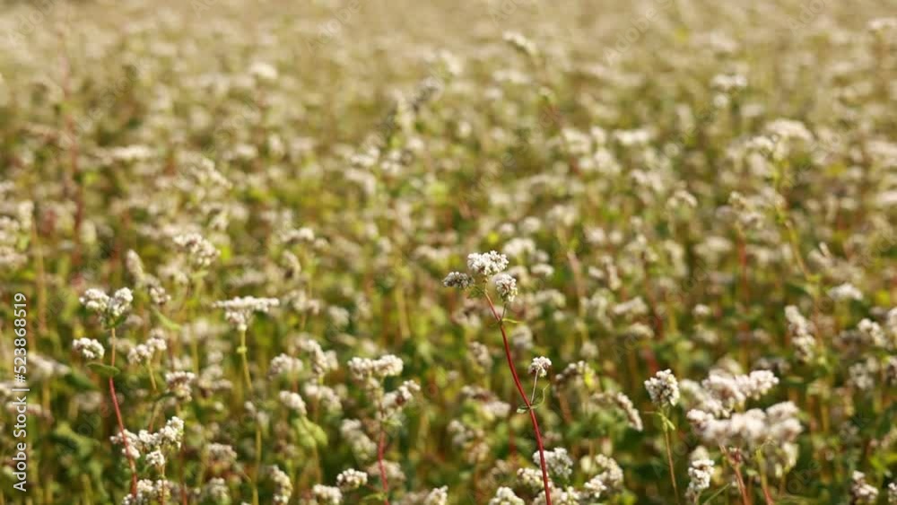 Buckwheat flowers blowing in the wind. Blooming buckwheat crops in field, close up of cultivated plantation. Field of buckwheat and buckwheat plants. agriculture Buckwheat flowers blowing in the wind. Blooming buckwheat crops in field, close up of cultivated plantation. Field of buckwheat and buckwheat plants. agriculture