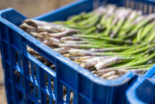 Asparagus harvest in the field