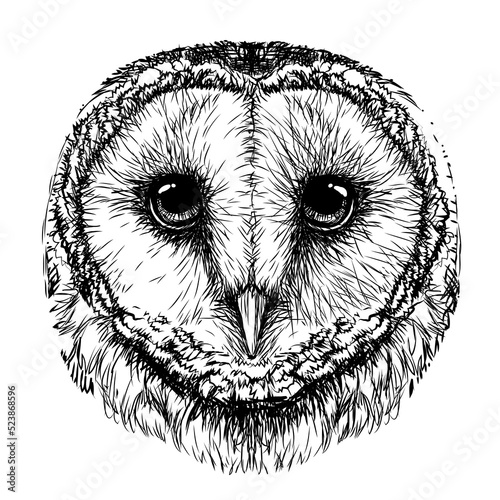 Barn owl. Sketch,  graphic portrait of an owl on a white background. Digital vector drawing.