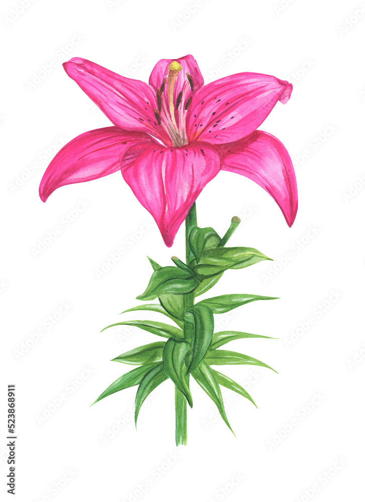 Lily watercolor illustration. Pink lily flower. Lily watercolor illustration. Pink lily flower.