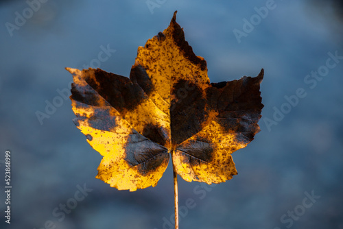 Obraz na płótnie leaf on the ground w salonie