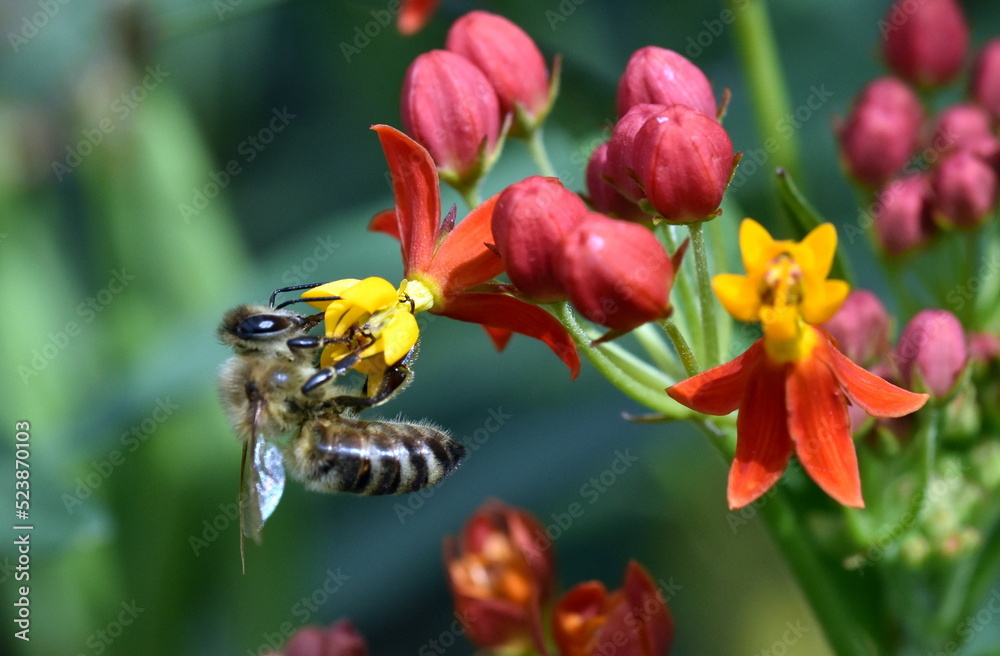 Biene auf einer orangen Blüte Biene auf einer orangen Blüte