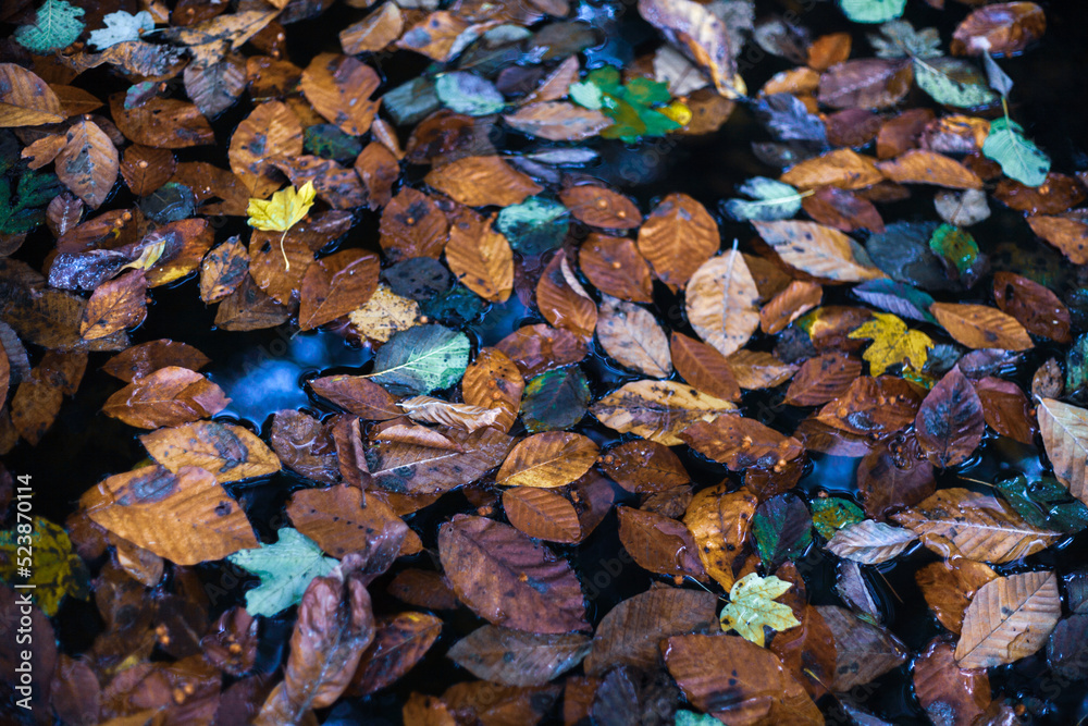 autumn leaves background