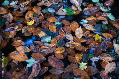 Obraz na płótnie autumn leaves background w salonie