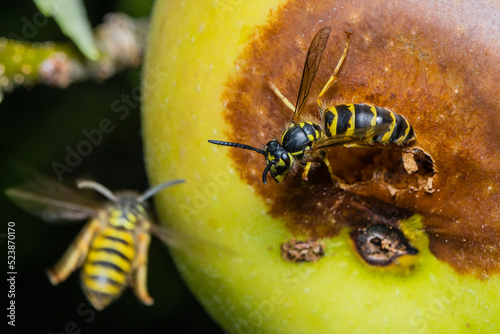 A wasp eats an apple, a wasp eats a rotten apple