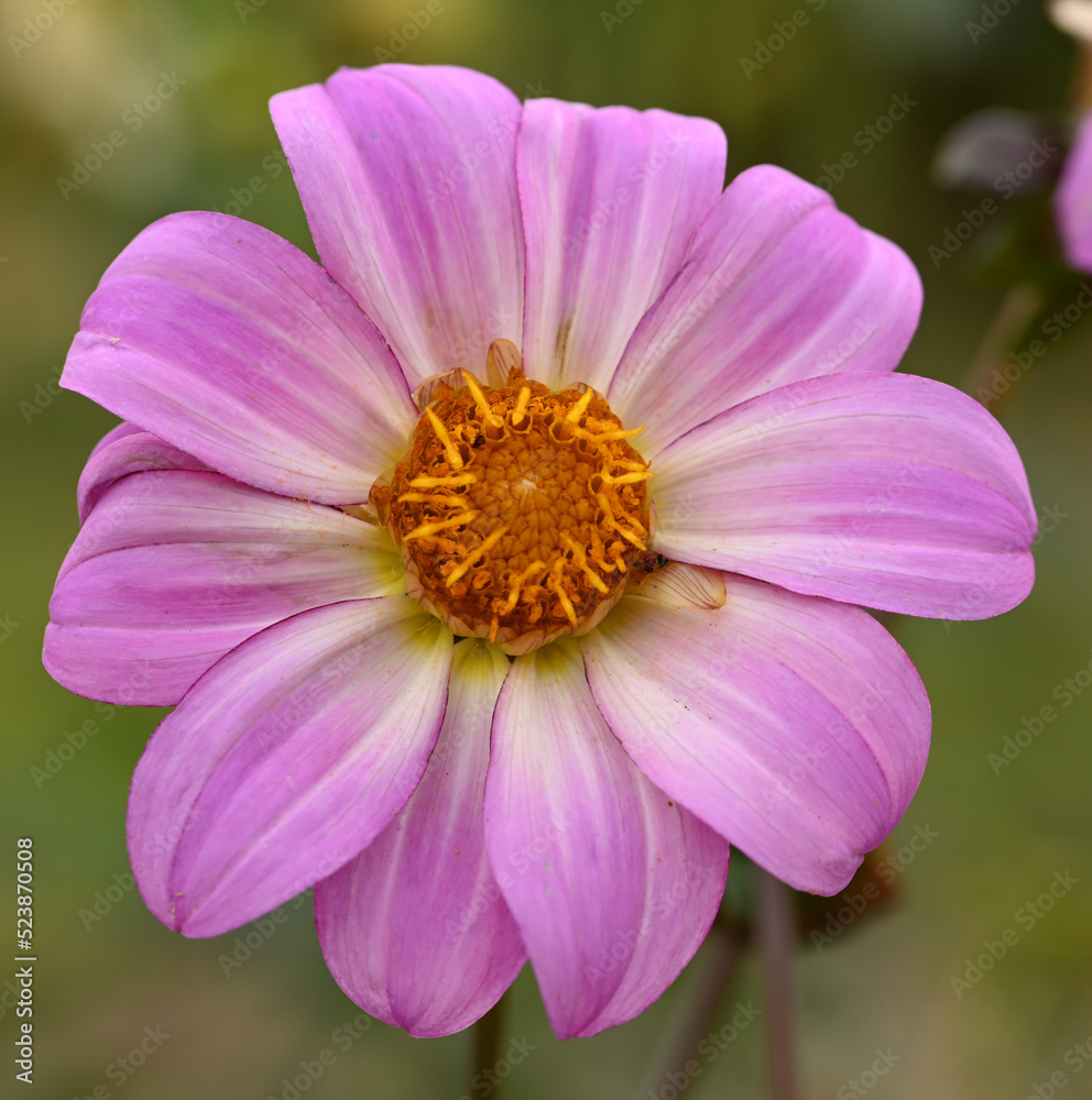 Beautiful close-up of a pink dahlia
