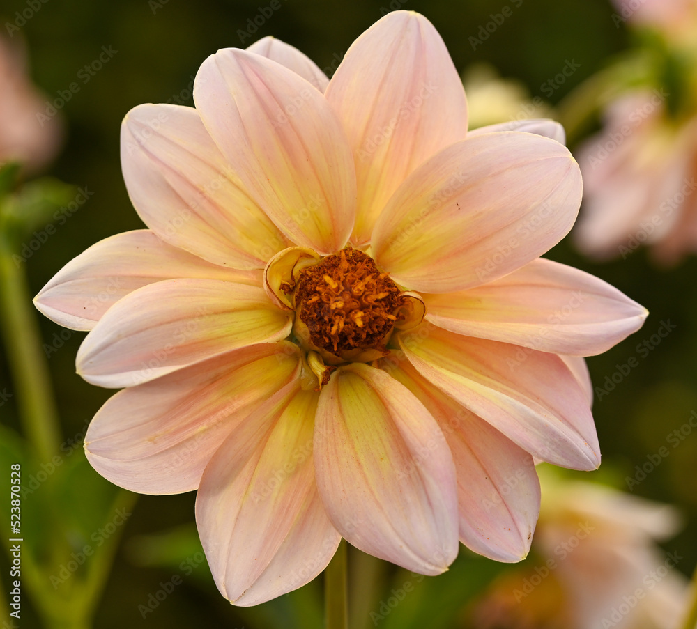 Beautiful close-up of a dahlia pinnata Beautiful close-up of a dahlia pinnata