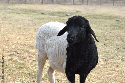 Half black and half white Somali sheep. Born in an ecological park in C  rdoba  Argentina.