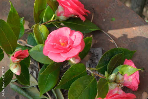 Fiori e alberi di camelia in una piantagione.