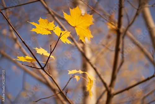 Close-up of maple leaves on a branch against the background of bare tree branches. Autumn maple leaves, natural background with space to copy. Yellow foliage. High quality photo