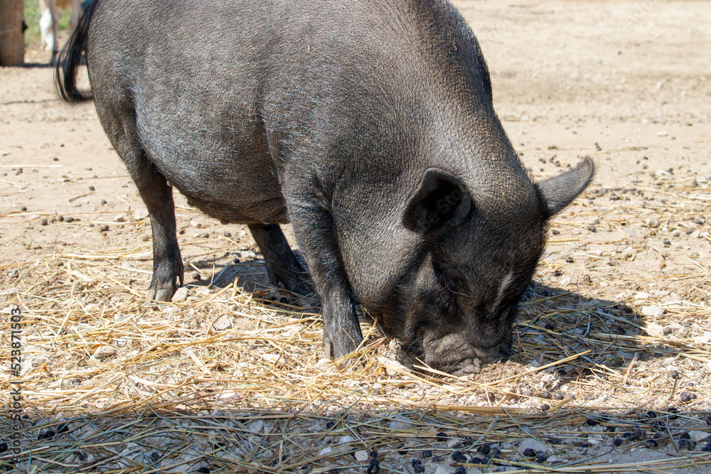 A Black Pot Belly Pig on a Farm A Black Pot Belly Pig on a Farm
