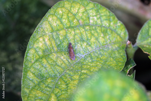 Leafhopper of the genus Fieberiella (Cicadellidae) on a bean leaf. photo