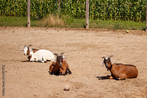 A Group of Goats in the Dirt on a Farm