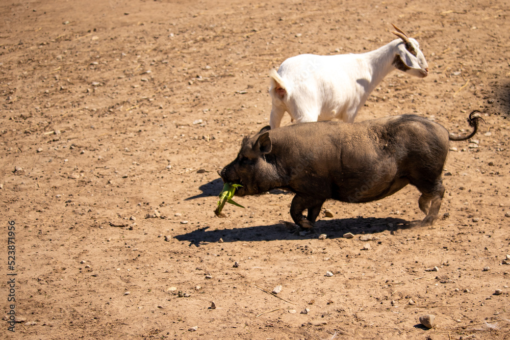 A Black Pig with Corn on the Cob
