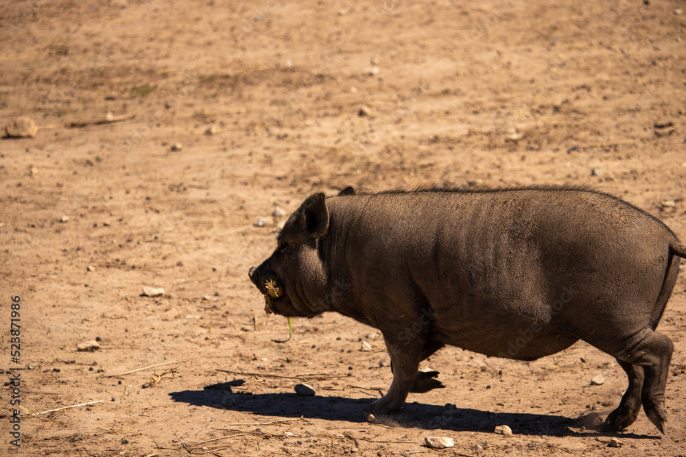 A Black Pig with Corn on the Cob A Black Pig with Corn on the Cob