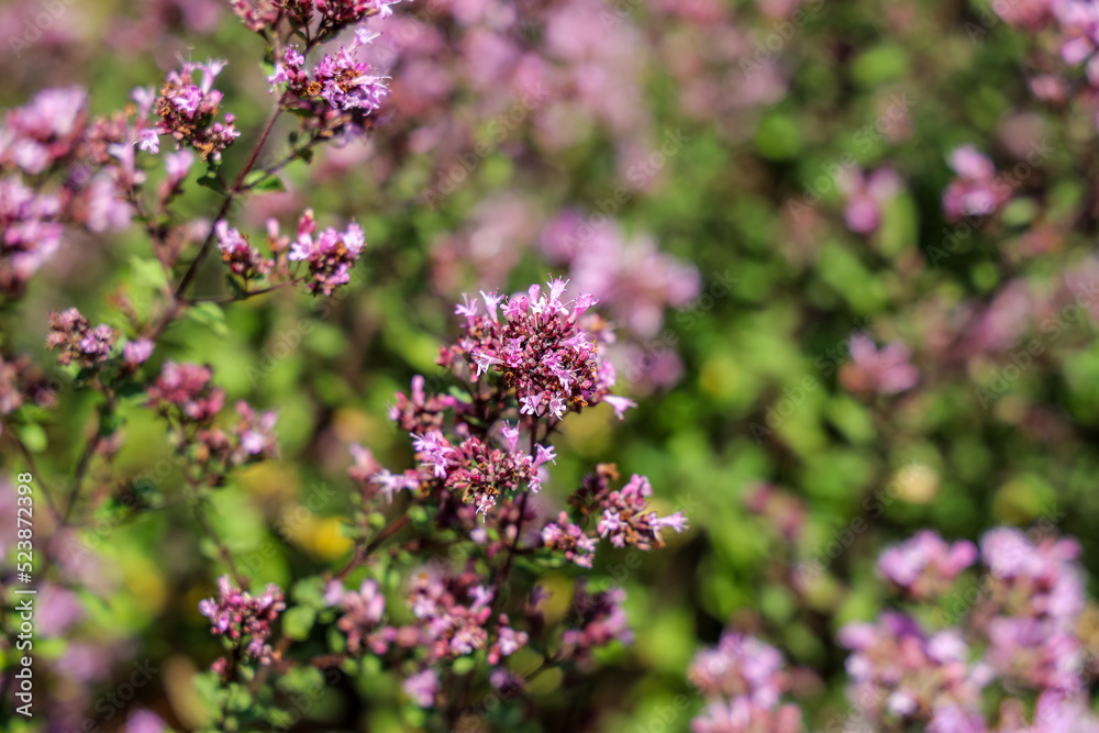 Oregano (Origanum vulgare) is a species of flowering plant in the mint family Lamiaceae.