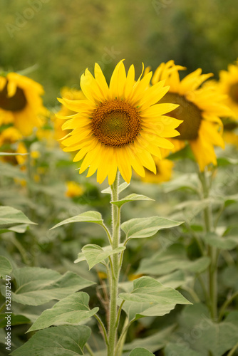 Yellow sunflower inflorescence on agricultural field