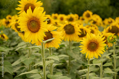 Yellow sunflowers blooming in agricultural field close up