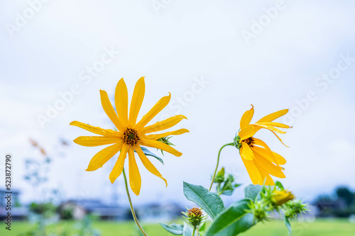 夕方の雨上がりのキクイモの花