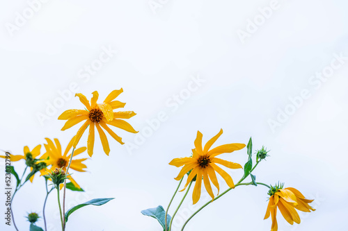 夕方の雨上がりのキクイモの花