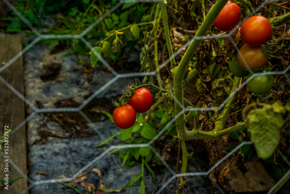 Small cherry tomatoes hanging on a vine. View of the tomatoes through chicken wire. Focus on tomatoes.