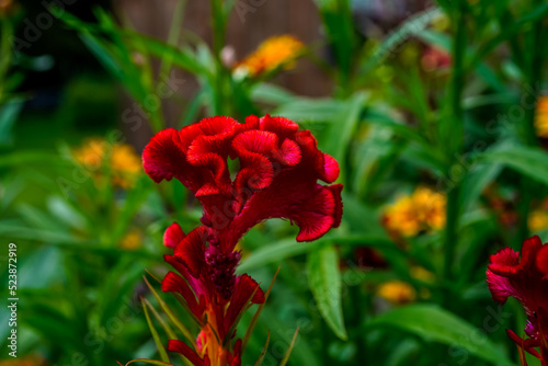 Red cockscomb celosia growing in an outdoor flower garden. photo