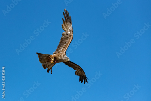 A red kite hunting in blue sky, beautiful bird of prey 