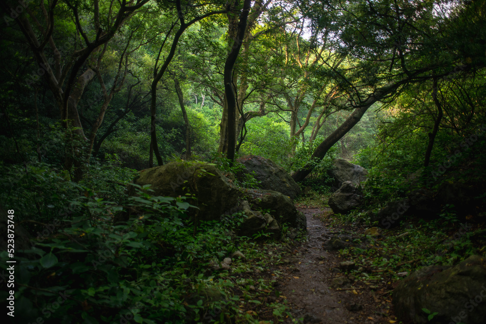 morning in the forest