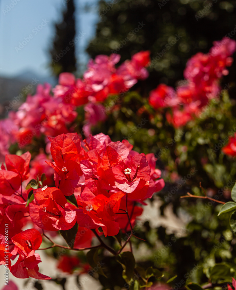 Selective focus on orange bougainvillaea flowers. 