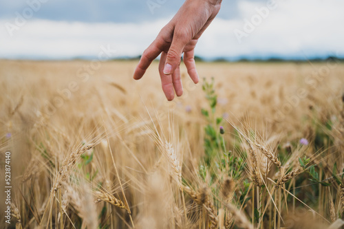 Female hand gently stoking ripening golden wheat growing in the field